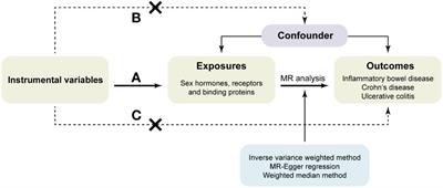 Associations between sex hormones, receptors, binding proteins and inflammatory bowel disease: a Mendelian randomization study